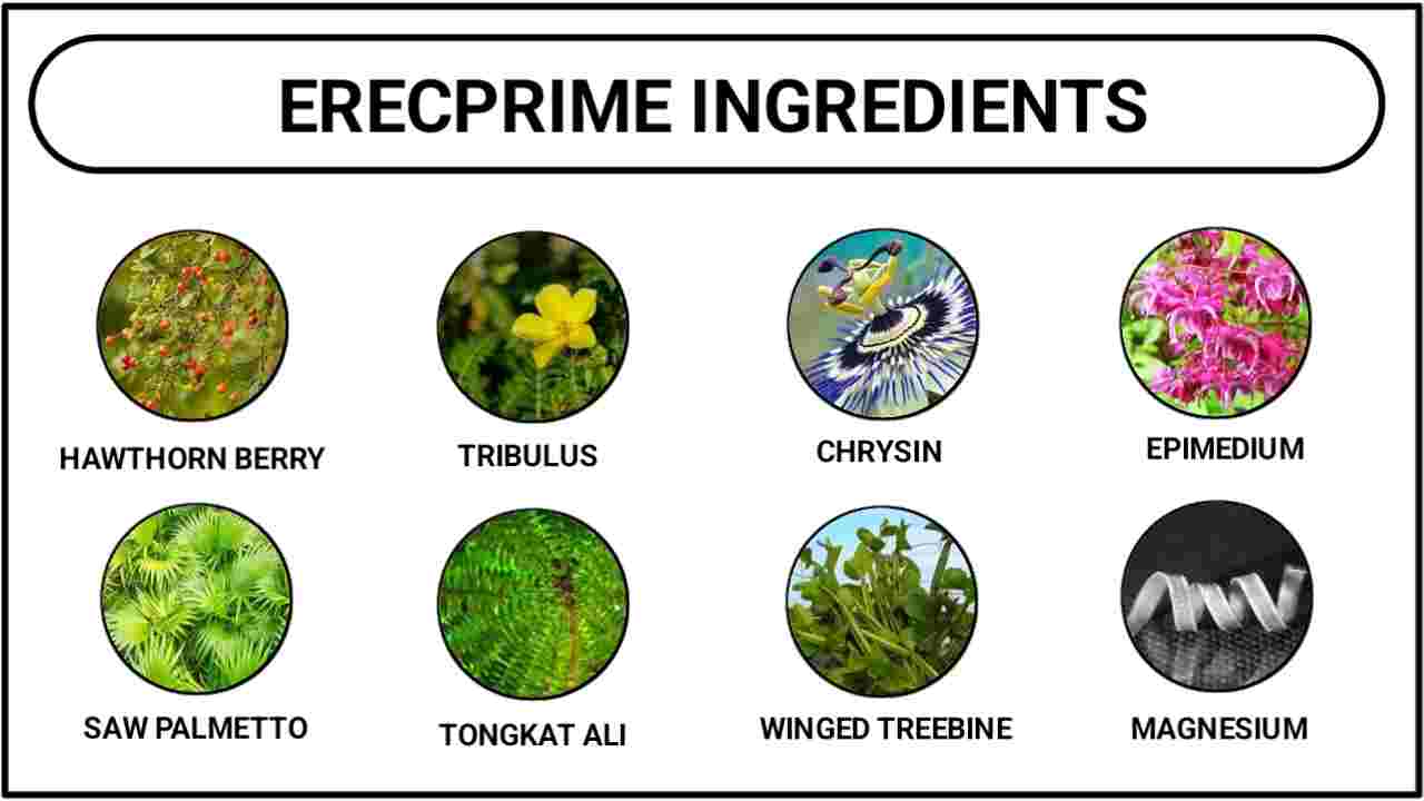 ErecPrime Ingredients