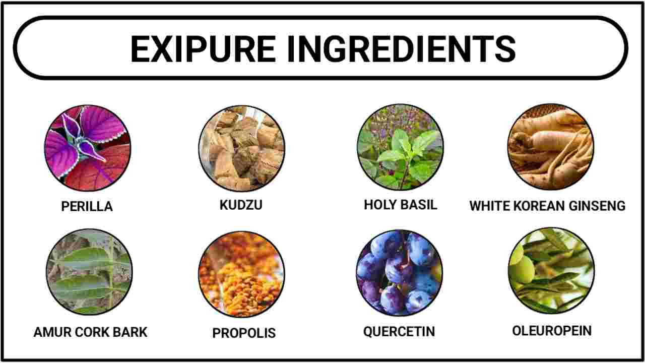 Ingredients of Exipure