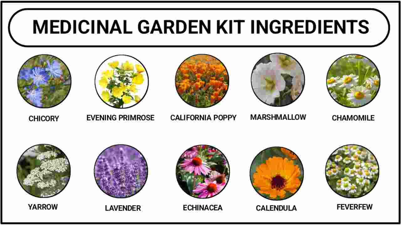 Medicinal Garden Kit Ingredients