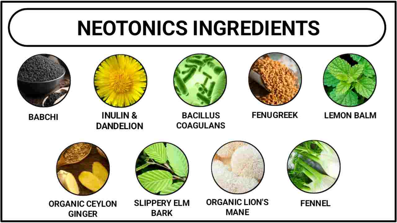 ingredients of neotonics