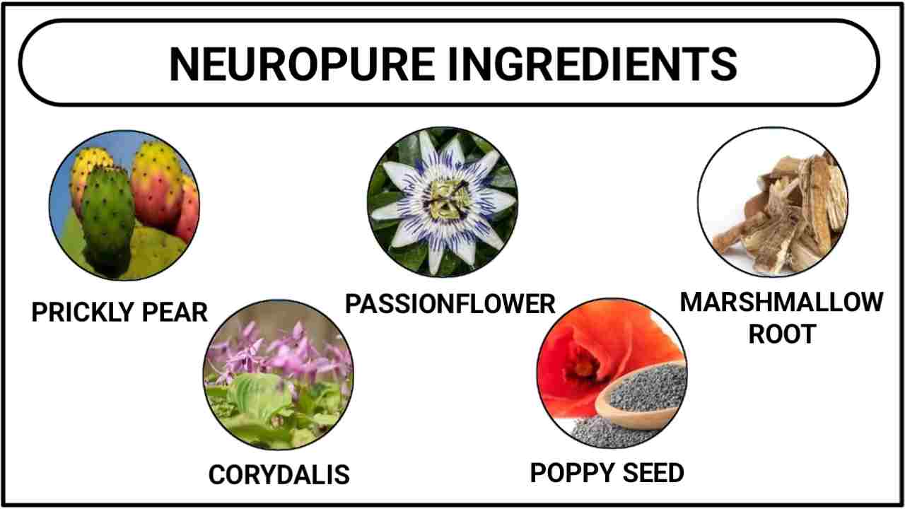 NeuroPure Ingredients