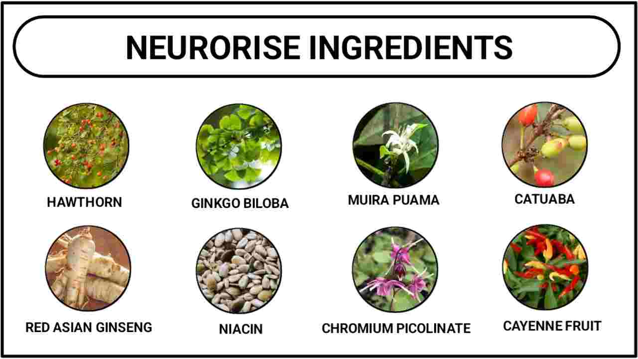 Neurorise Ingredients